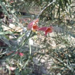 寅太郎の雑記帳