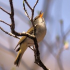 『投稿：BORG107FLによる野鳥５態　2022/07/17』の画像
