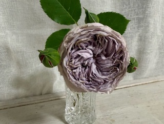 ＊予期せぬ大雨、雨に打たれながらバラを守った( ﾉД`)