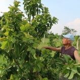 『マンゴー』の画像