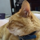 モモと、、