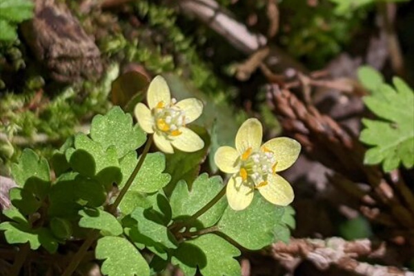 勝手に花言葉 徒然なるままに トウゴクサバノオ