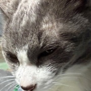 ネネちゃん、泣いてるの？何かあったの？