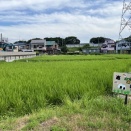 皆さんの田んぼ