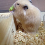 はむはむはむろぐ(◍╹ｘ╹◍)