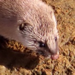 渓流釣りと食べ歩き桐生岩魚のブログ