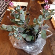 カランコエ プミラの異変 葉がしわしわになりまして Man With A Plant 植物と人