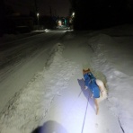 柴わんこと暮らす日々