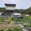 ポポーを植えました
