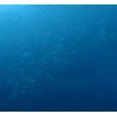 ウネリはありますが、生物豊富でした