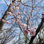 Wind Ensemble Piacere のblog