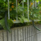 家庭菜園