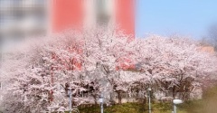 【シニアの暮らし】アラ１００父と父の部屋から見える桜。。