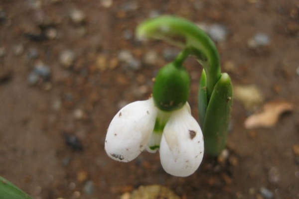 みーの花日記 ｽﾉｰﾄﾞﾛｯﾌﾟ