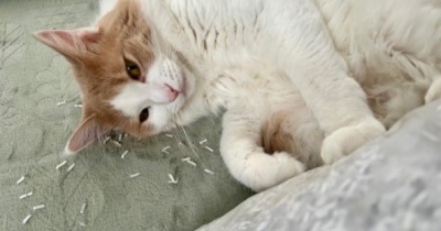 「シュレッダーの袋に猫の手が」という話とナリタブライアンのこと