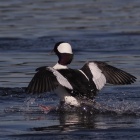 『投稿：BORG107FLによる珍鳥「ヒメハジロ」　2023/02/12』の画像