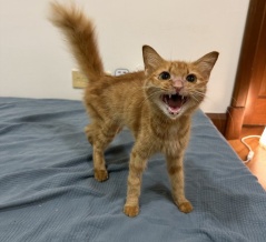 ガリガリのシータさんのみたいな茶トラの子猫を保護しました。②