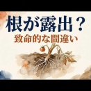 バテた株に新しい根っこを大量発生させる「根っこ復活・土寄せワークフロー」