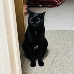 annex ニャンコのずっとのお家探し。