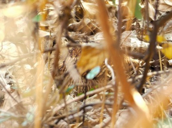 2026年1月12日の野鳥公園