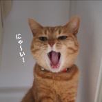 湘南凸凹柴WAN日記