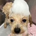 トリミングブログ🫧🛀🏻🫧