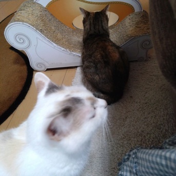 実物のﾈｺﾁｬﾝたちセカンド238