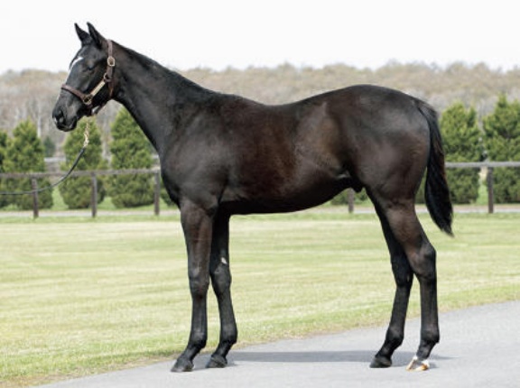 【2歳新馬】サンデーRの1番馬ブラックオリンピア出陣！･･･結果は