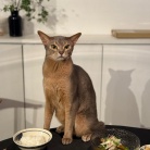 冷蔵庫にあるもので、トンカツ定食の夜ごはん