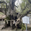 松山から しまなみ海道へ。実はこんなに簡単です。