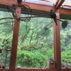 有機無農薬栽培茶　国友農園