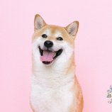 『合図、コマンド、キュー？呼び方は何でもいいので、○○してくれない？を犬に言いましょう。覚えてくれるはずですよ』の画像