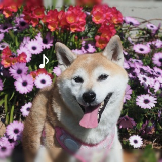 湘南凸凹柴WAN日記