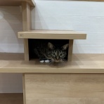 猫式ブログ～里親募集型猫カフェ