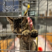 るいちゃんのお見合い