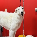 ボルゾイ子犬ちゃん、シャンプー