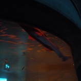 『きょうのシーパラ　ミツクリザメの巻』の画像