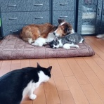 ボルゾイな生活