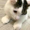 ベネリ君ジャミちゃんキャリコちゃんフランキ君のもふもふメモリー