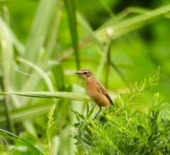 2026年9月27日の野鳥公園