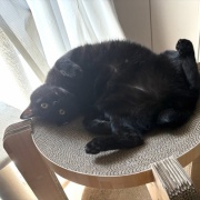 【猫写真】くつろぎ方で黒猫を見分ける
