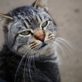 撮りたまった野良猫写真解放する！