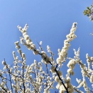 Flower Moon