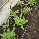 野菜の致命傷