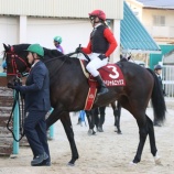 『【遠征結果】③スペシャルエックス(牡4=田中淳司厩舎)がJpnⅢ・兵庫ゴールドトロフィーに出走しました』の画像