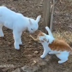 子ヤギと初めて出会った猫…ネコパンチで距離感をはかる