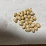  ( ͡⊙ ͜ʖ ͡⊙) ココアシガレット・アンダーグラウンド ( ͡◉ ͜ʖ ͡◉)