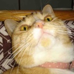 おてんば茶々姫