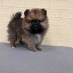 ペットショップワンラブ 名古屋守山インター総本店 スタッフブログ