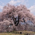 わに塚の桜 3/28  お昼前景